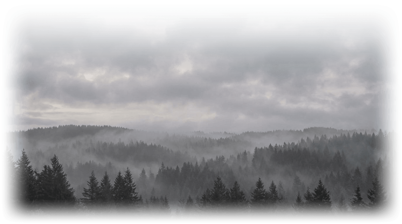Misty Pine Forest and Clouds Landscape